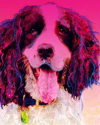 Springer Spaniel Art