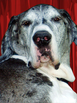 great dane art