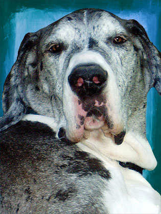 great dane painting