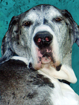 great dane portrait