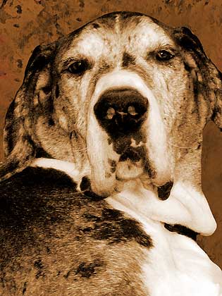 great dane