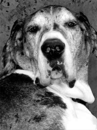 great dane dog