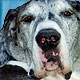 great dane art