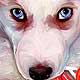 siberian husky art