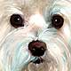 maltese portrait