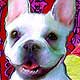 frenchie portrait