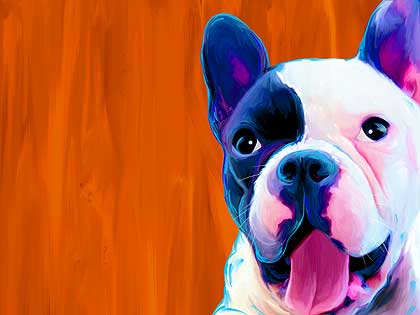 boston terrier art