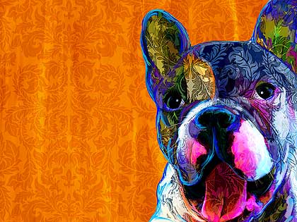 boston terrier art
