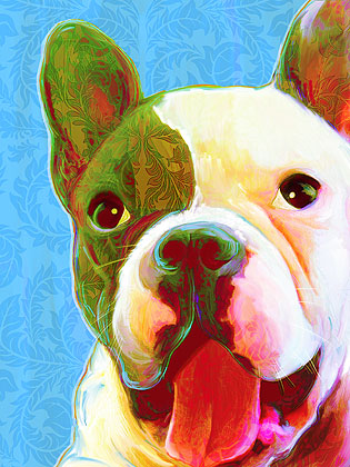 boston terrier art