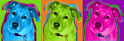 pet art