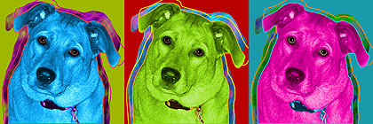dog portrait