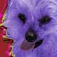 pop art pet portrait