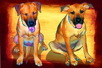 dog portrait