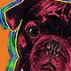 pop art pug portrait