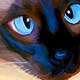 cat portrait