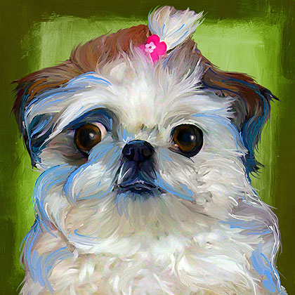 shih tzu art