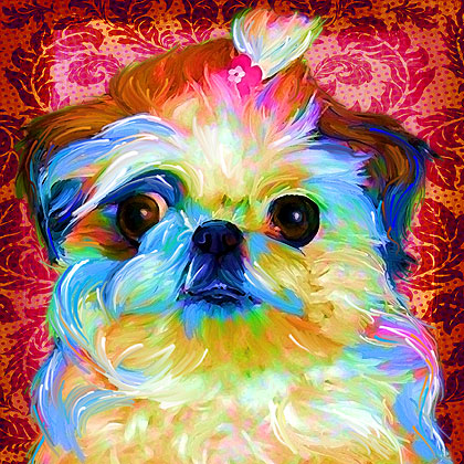 shih tzu portrait