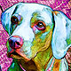 weimaraner portrait