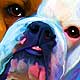 bulldog portrait