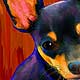 chihuahua portrait
