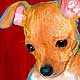 chihuahua portrait