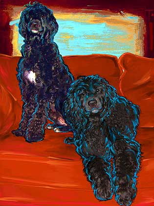 portuguese water dog portrait