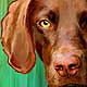 dog portraits