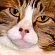 cat portrait