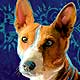 basenji portrait