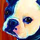 pet portraits