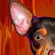chihuahua portrait