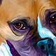 boxer pet portrait