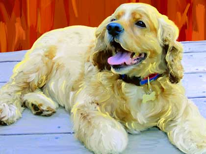 cocker spaniel