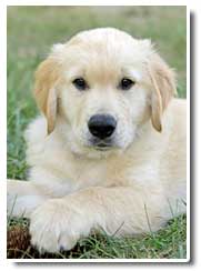 golden retriever photo