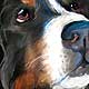 pet portraits