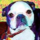 boston terrier art portrait