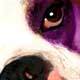boxer dog art