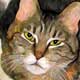 cat portraits