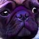 pug portraits
