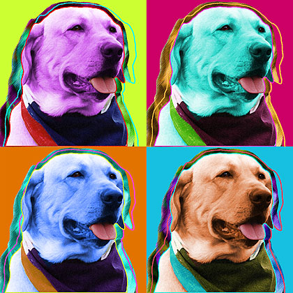 yellow lab portrait