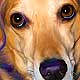 beagle portraits