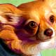 chihuahua portrait
