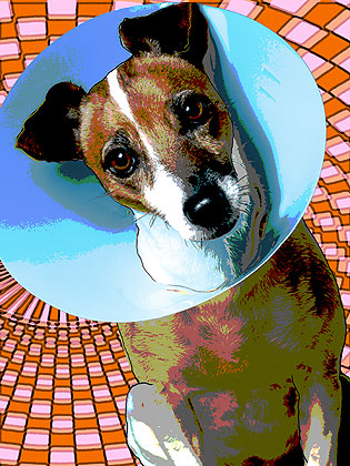 dog pop art