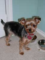 yorkie picture