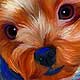 yorkie portrait