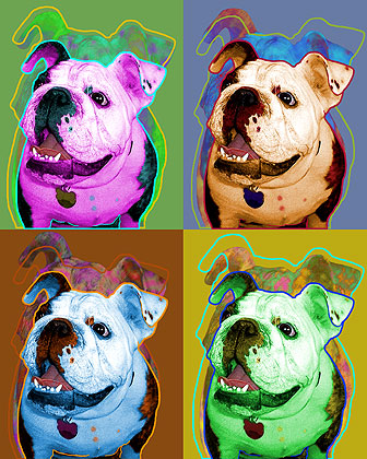 bulldog art