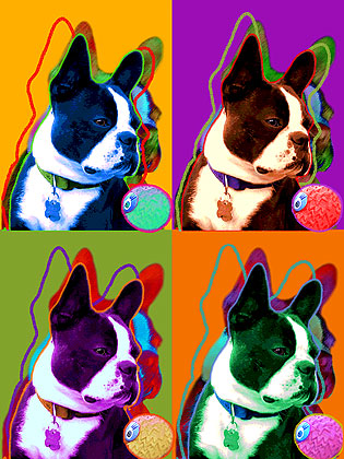 boston terrier warhol art