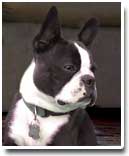 boston terrier photo