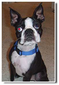 boston terrier photo