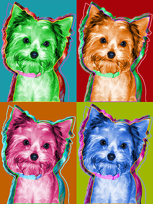 yorkie portrait